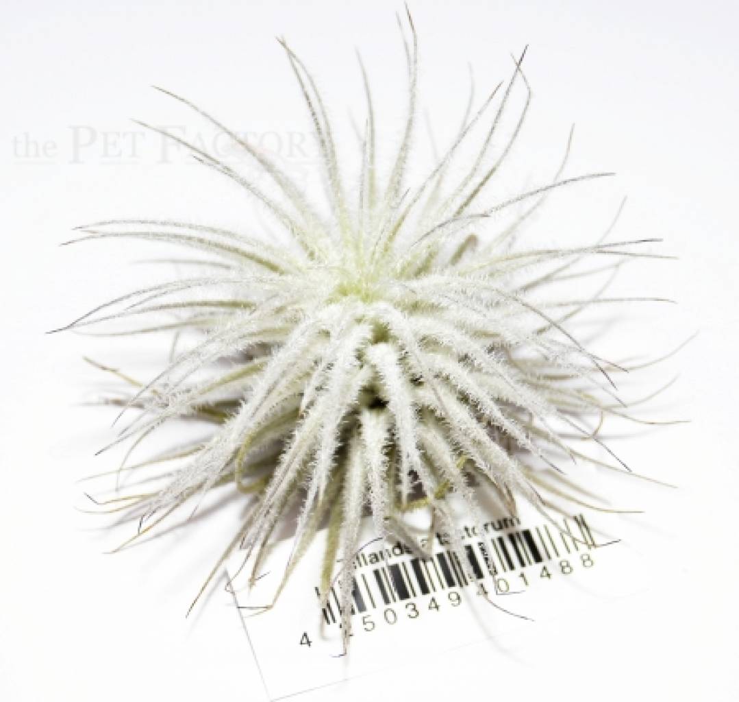 Tillandsia tectorum